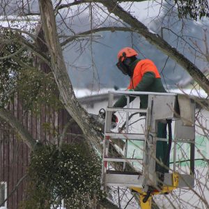 tree pruning in Newport RI